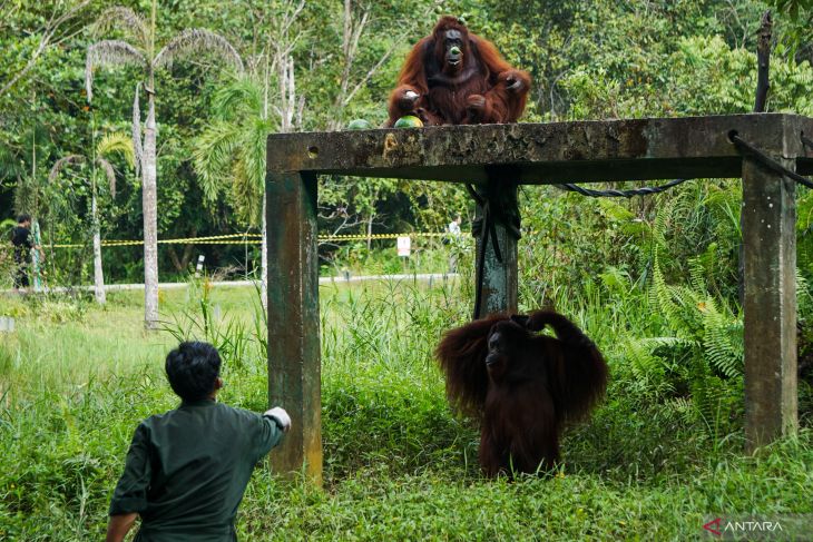 Pemulihan Ekosistem IKN: 5 Langkah Pulihkan Hutan dan Satwa