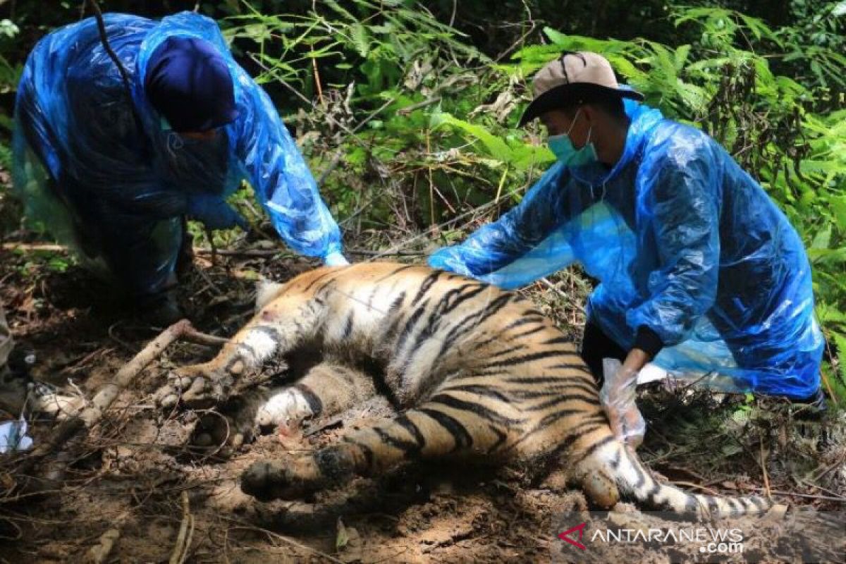 Perburuan Satwa di Hutan Konservasi: 5 Alasan Dikaji Ulang