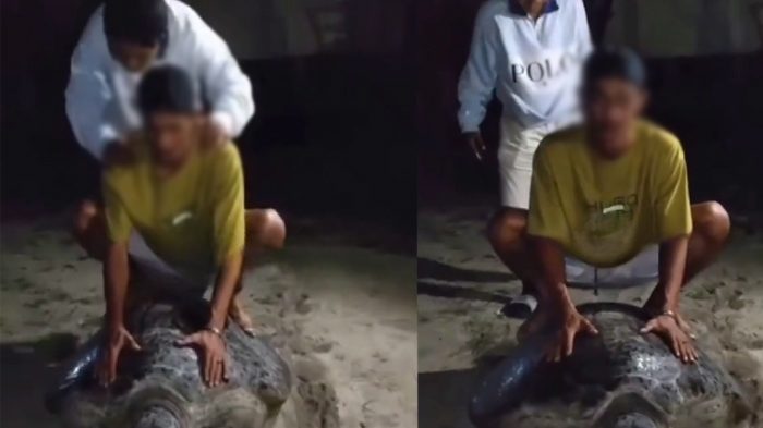 Dua Pemuda Tunggangi Penyu Hijau di Derawan Viral 2025