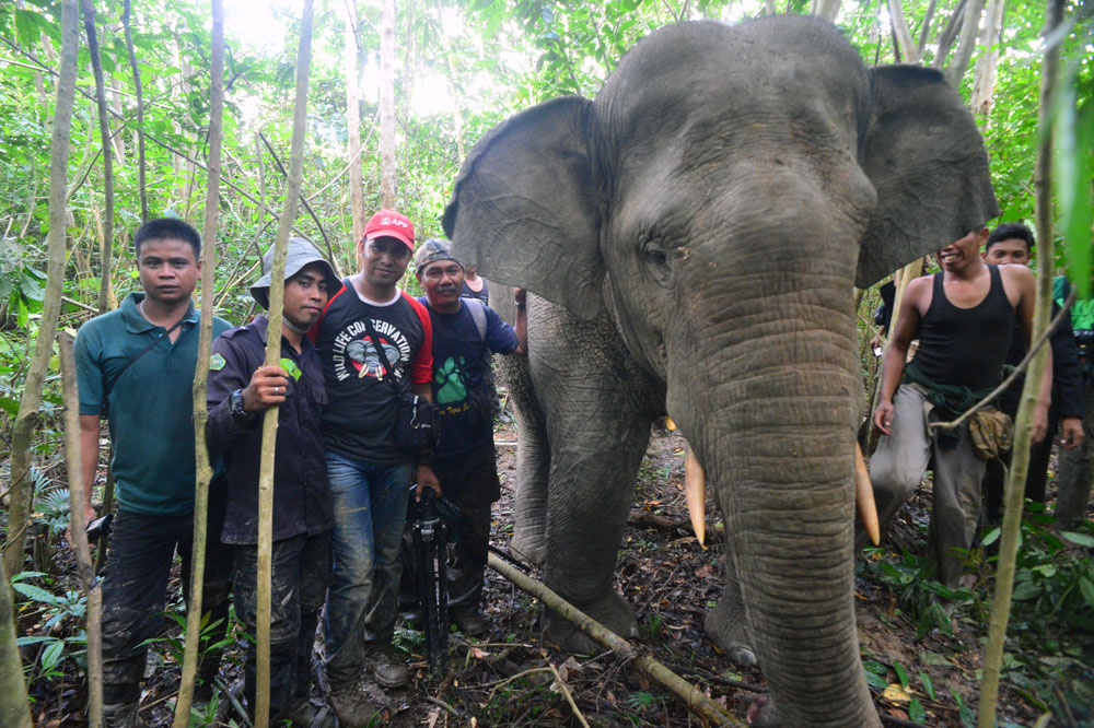 Peran Kebun Binatang dalam Konservasi Hewan