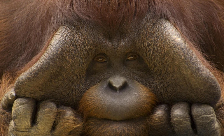 Perdagangan Orangutan 2025: Tantangan Besar Konservasi