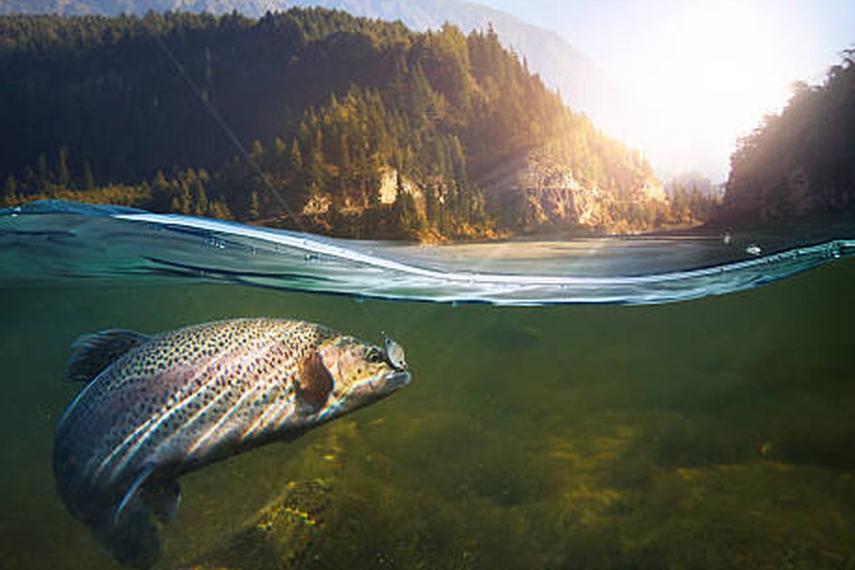 5 Fakta Penting tentang Spesies Air Tawar Terancam Punah karena Kerusakan Lingkungan