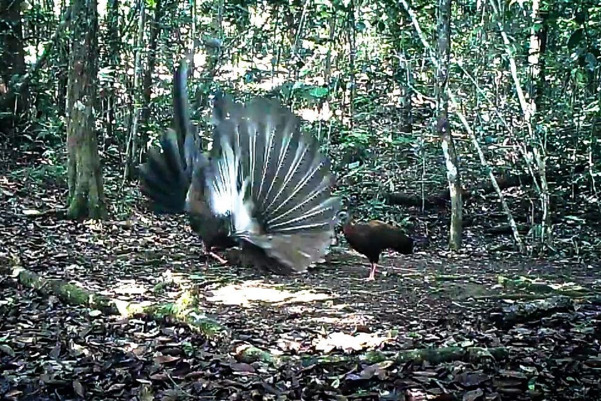 10 Fakta Menarik tentang Hutan dan Satwa Liar di Kalimantan yang Harus Diketahui